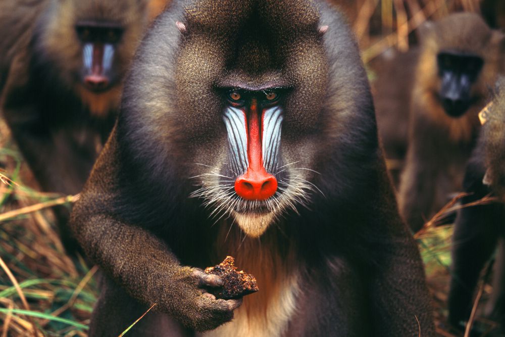 Gabun Reise Entdecken Sie das unberührte Naturparadies itravel.de