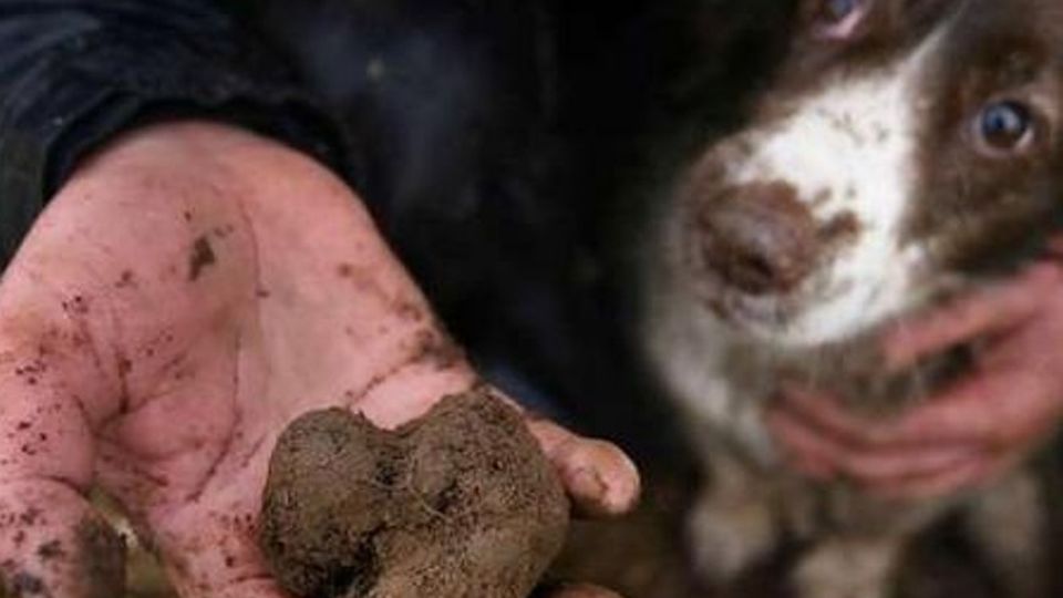 Truffle hunting in Abruzzo