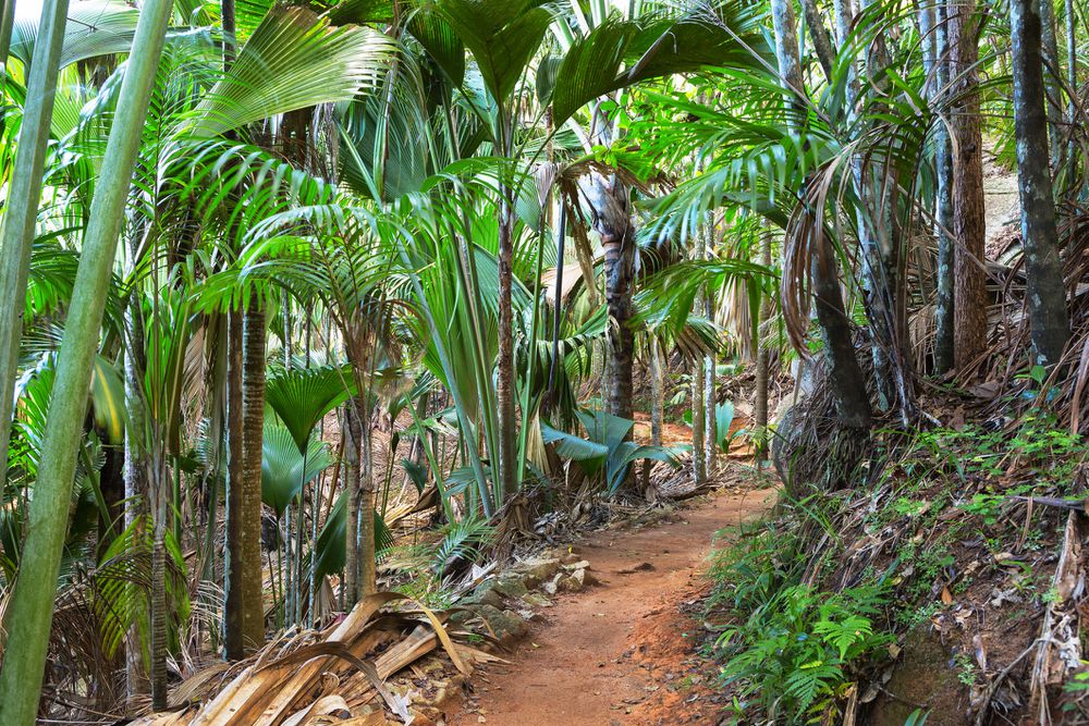 Vallee de Mai