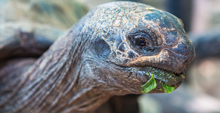 ed124d7c-e868-11e8-9dab-068ed014655a