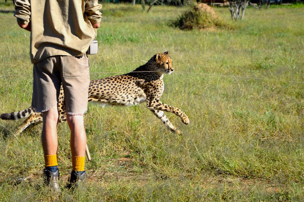 Cheetah Encounter