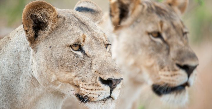 d8bdc43c-e85e-11e8-afa0-068ed014655a