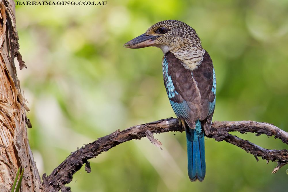 papua-new-guinea-home-of-the-birds-of-paradise-individual-traveling