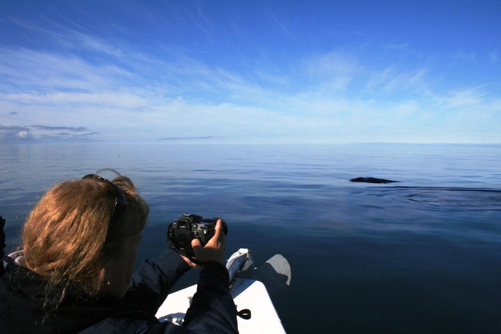 Whale Watching in Reykjavik | itravel.com